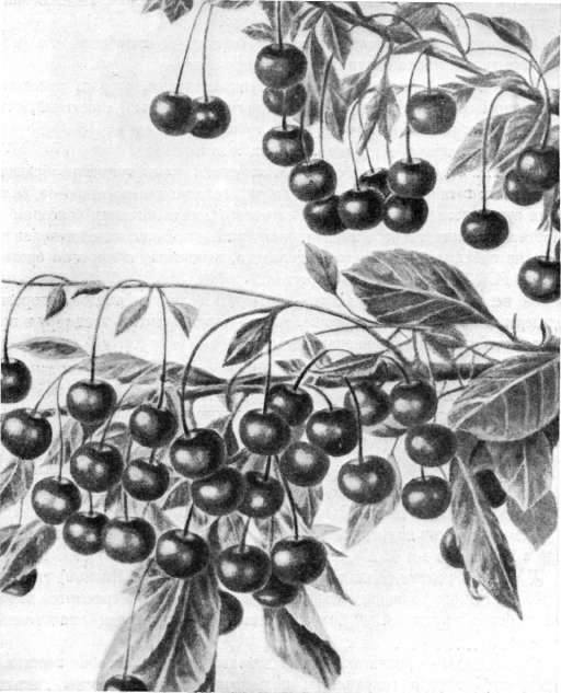 189. Урожай вишни Юбилейная.