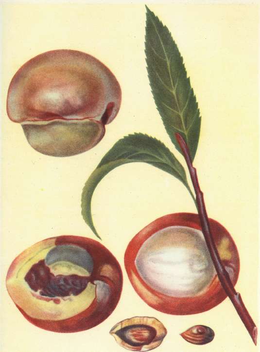 Резкий   образец   проявления   ксении   в   гибридном   плоде   персика, оплодотворенного пыльцой миндаля Посредник