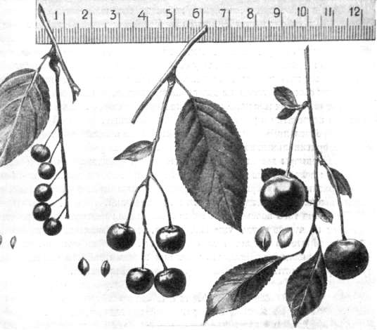 Межвидовое   скрещивание   Primus Padus Maackii  Х Primus Cerasus (налево - Prunus Padus Maackii, направо - Primus Cerasus, в середине - гибрид).